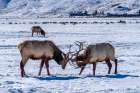 USA- Wyoming- National Elk Refuge. Bull elks sparring. Art Print